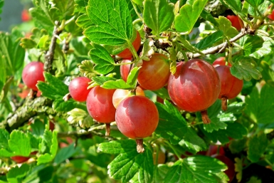 Тематическое фото pixabay.com