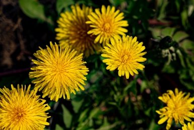 Одуванчик против вредителей: как приготовить настой для защиты растений