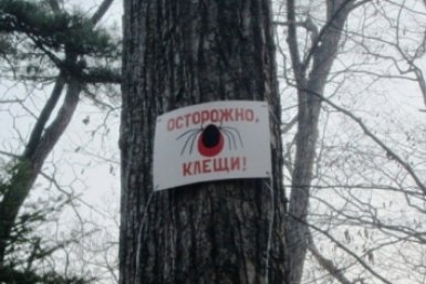 Клещи покусали больше 40 жителей Приморья Александр Лященко, ИА PrimaMedia