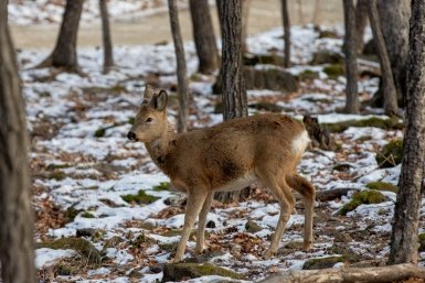 Оленей, косуль и кабанов докармливают в Приморье Мария Смитюк, ИА PrimaMedia