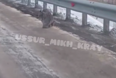 Скриншот из видео Видео очевидцев из telegram - канала ussur_mikh_kray