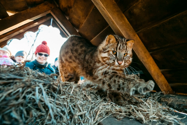 Дальневосточный лесной кот ИА PrimaMedia