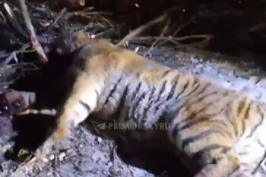 Отловленный тигр скриншот видео из Tg-канала (18+) правительства Приморья