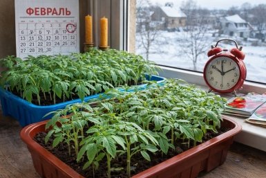 Почему дачники из СССР сеяли помидоры в феврале без фитоламп и паники Сгенерировано ИИ