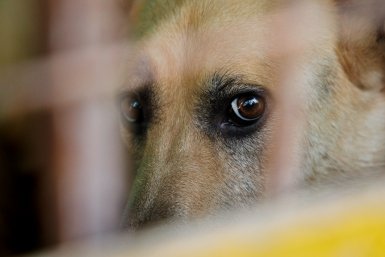 Суд отклонил иск об отмене закона об эвтаназии бездомных животных на Ставрополье Евгений Кулешов, ИА PrimaMedia.ru