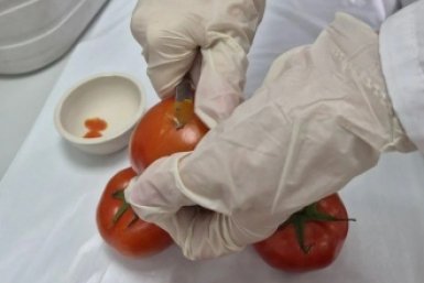 Карантинное заболевание выявили в томатах из Китая пресс-служба ФГБУ &quotАПК НАЦРЫБА&quot