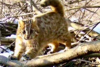 Кот-клептоман натуралист-любитель Ольга Шедько (скриншот видео)