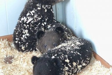 Медвежат выкинули в картонной коробке tg-канал (18+) svodka25