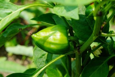 Тематическое фото Ольга Долгополова, ИА UssurMedia