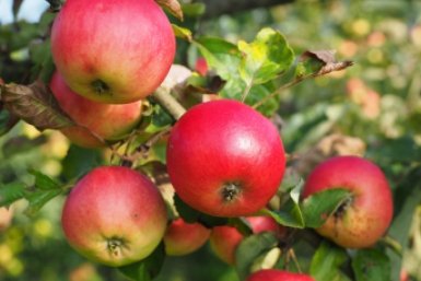 Тематическое фото pxhere.com