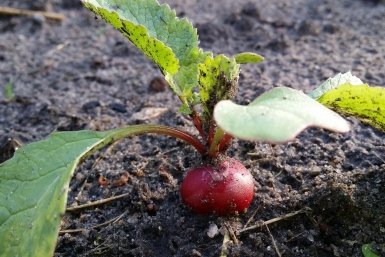 Тематическое фото pxhere.com