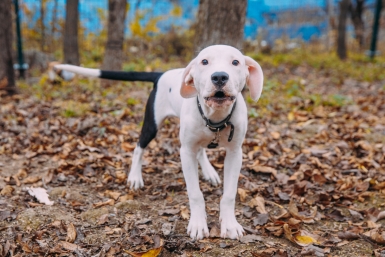 "Чихать клещ хотел на репелленты": можно ли заразиться энцефалитом от питомца