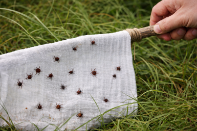Белое полотно с клещами в траве Создано при помощи ИИ