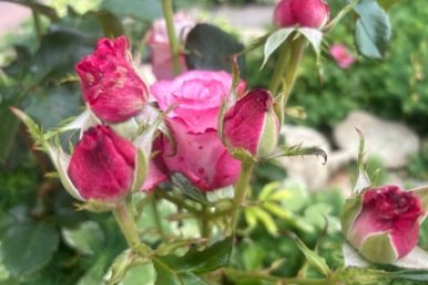 300 гр. под корень - и тля забудет дорогу к розам: чем подкормить цветы для идеальных бутонов 10/10