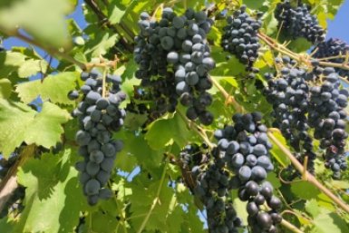 Французская диета для винограда: 200 г на кв. метр - гроздья свисают до пола