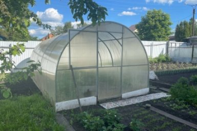 Прикрепила к потолку дощечку — спасла теплицу от белокрылки: без химозы и танцев с бубнами