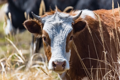 Корова ИА PrimaMedia