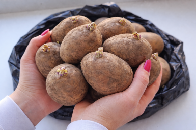 2 ложки в лунку - и картошка бомбит из грядки ведрами: клубни крупные с яйцо, без проволочника и без мелочи