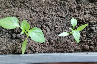 Не мочевина и не глицин: перцы после 16 апреля удобряю 1 таблеткой - рассада окрепнет за ночь