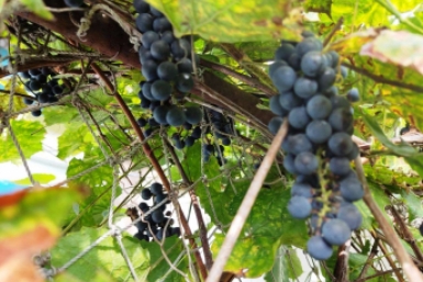 Тематическое фото Петр Максимов, Nakhodka.Media