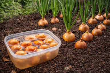 1 ч. ложка лучше грузовика навоза - обязательно луку перед посадкой: головки растут с кулак - здоровенные и сочные