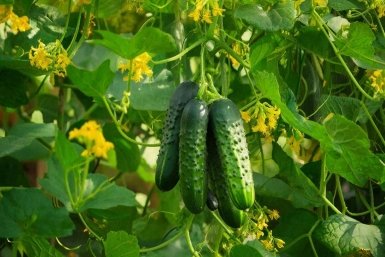 Из пучковых гибридов нынче посею 1 лучший: в каждом узле по 10 огурцов - для открытого грунта и теплицы