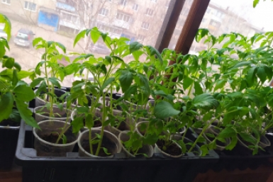 В апреле спасаю рассаду только так: грязный палец — и она превращается в зелёных богатырей