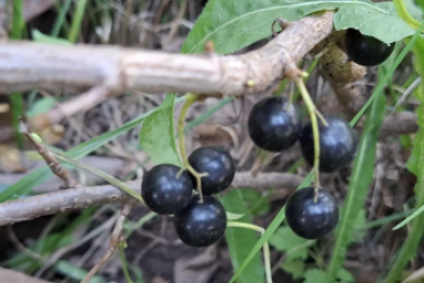 2 ложки на ведро – смородина весь сезон как с картинки, ни тли, ни гусениц, ни мучнистой росы