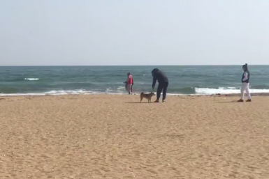 "Гадит прямо в песок": ситуация на Шаморе взбесила приморцев – видео