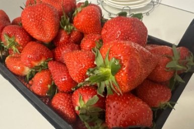 Клубнике в мае обязательно: 20 г растворяю в воде — и ягоды крупные, сладкие, без гнили