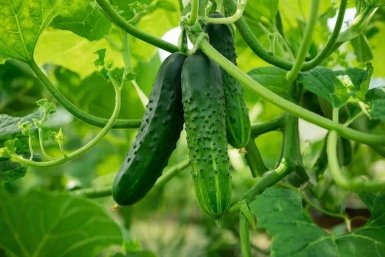 Из ранних гибридов нынче посею 1 щедрый: огурцы вяжет ведрами и на грядках, и в теплице - не дрябнет, не горчит