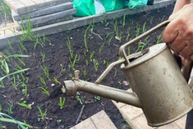 30 г на ведро - лук без гнили и луковой мухи: поливаем 2 раза за сезон