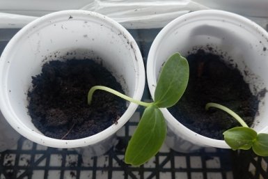 100 мл хлоргексидина на ведро воды — и фитофтора отступает: апрельская обработка почвы без химии за копейки