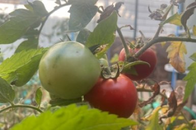 Ни пасынкования, ни фитофторы, ни подвязки — 5 сортов томатов для тех, кто хочет урожай без хлопот