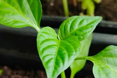 После 21 апреля рассаде - важнее тепла: 20 г в воду - и перцы толще пальца, корни оплетут весь стакан