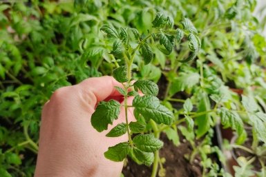 После 25 апреля томаты водой не поливаю: 1 стакан чудо-жидкости - и рассада крепче жезла, забудете про фитофтору и гниль