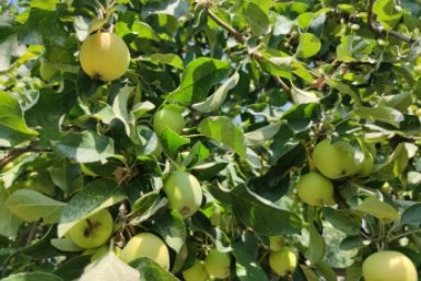 Делаю это в апреле с яблоней — и плодов как гроздьев винограда: яблоки собираю КАМАЗами