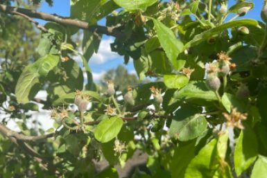 1 флакон на дерево — и возвратные заморозки нипочем: цветы и бутоны не почернеют