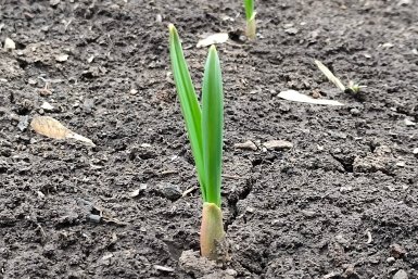 Если желтеют перья чеснока - срочно: развожу 1:1 - и на грядку: экстренная реанимация после зимы