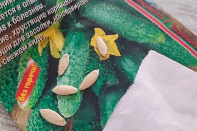 5 ложек в стакан - и на семена: огурцы взойдут на следующий день, приживаемость в грунте 100%