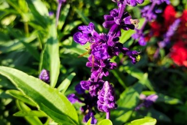 Не цветок, а фотомодель: какой многолетник затмит красотой все однолетники в саду - цветет 6 месяцев