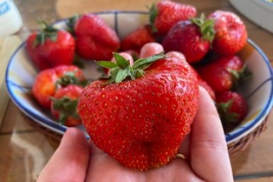 1 стакан на ведро воды — и клубника крупная, огурцы сочные: жара не страшна