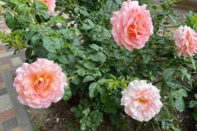 Розы в апреле не просто поливаем: 2 головки в воду - бутоны пышные, аромат на 1 км