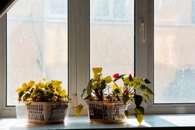 Цветы Илья Аверьянов, ИА PrimaMedia.ru