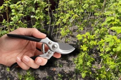 Не только верхушки: апрельская стрижка для малины - иначе сладких ягод не будет