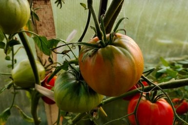 Ковшик под куст – и томаты плодоносят "нон-стопом": не кусты, а конвейер