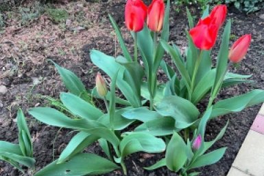 Разведите 1:1 - тюльпаны пышнее, чем в Голландии - как поливать
