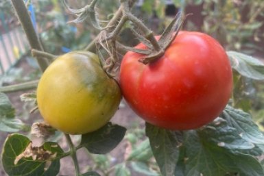 Беру бутылку на 5 литров — и кусты томата не вянут неделю без меня даже в жару