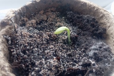 Беру влажную бумагу — и семена прорастают за 3 дня: метод для туговсхожих культур