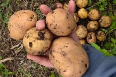 Пару горстей в лунку — и картофель плодится как сумасшедший: весь Китай накормить можно